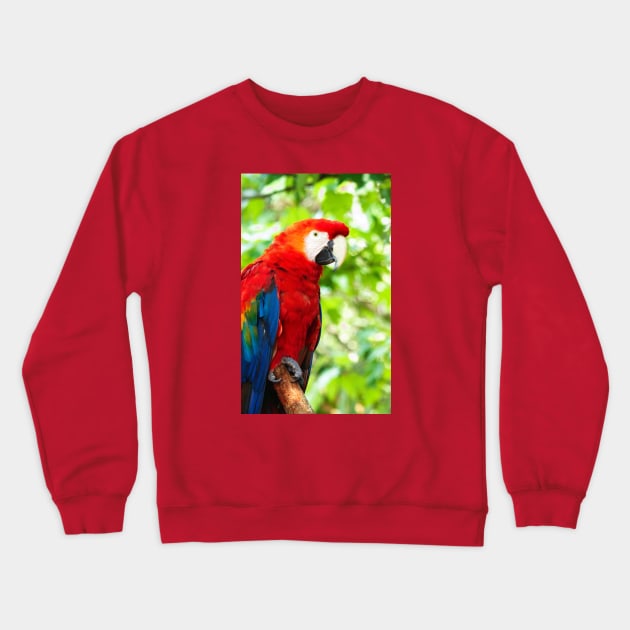 Scarlet Macaw Red Bird Perched in a Tree Crewneck Sweatshirt by Shell Photo & Design